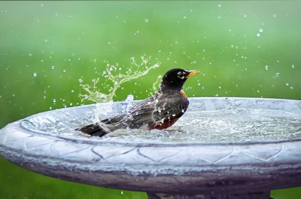 bird bath, splashing, bird in bath-5290285.jpg