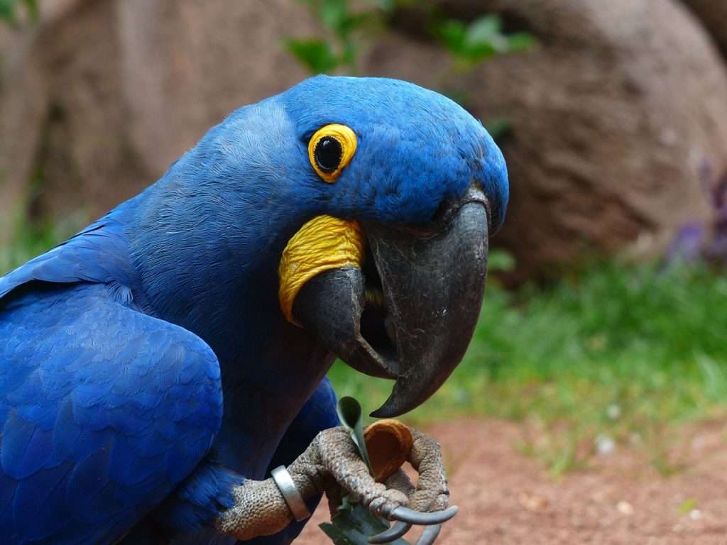 bird, blue macaw, ornithology-406776.jpg