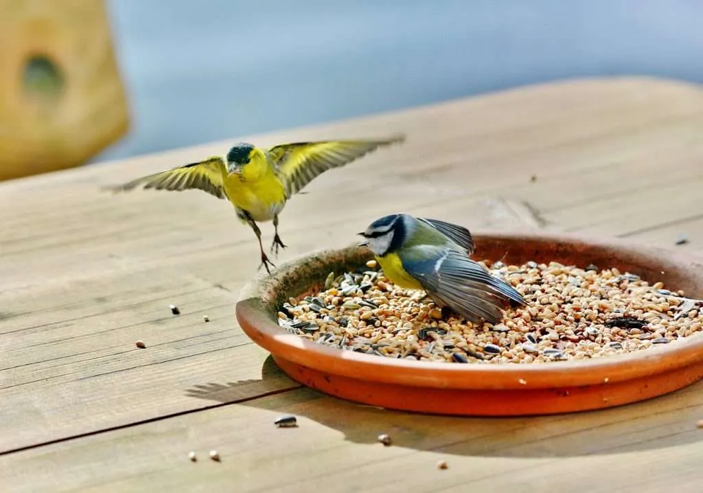 birds, bird food, seed-4228838.jpg