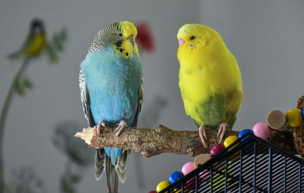 birds, parakeet, ornithology-7045043.jpg