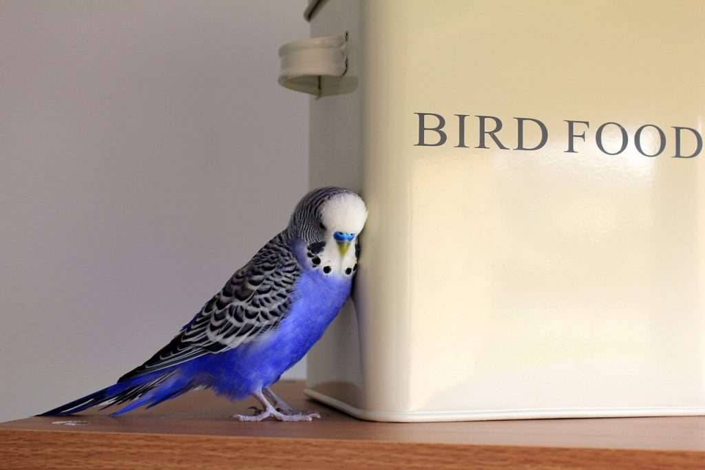 budgie, blue, bird-2208261.jpg