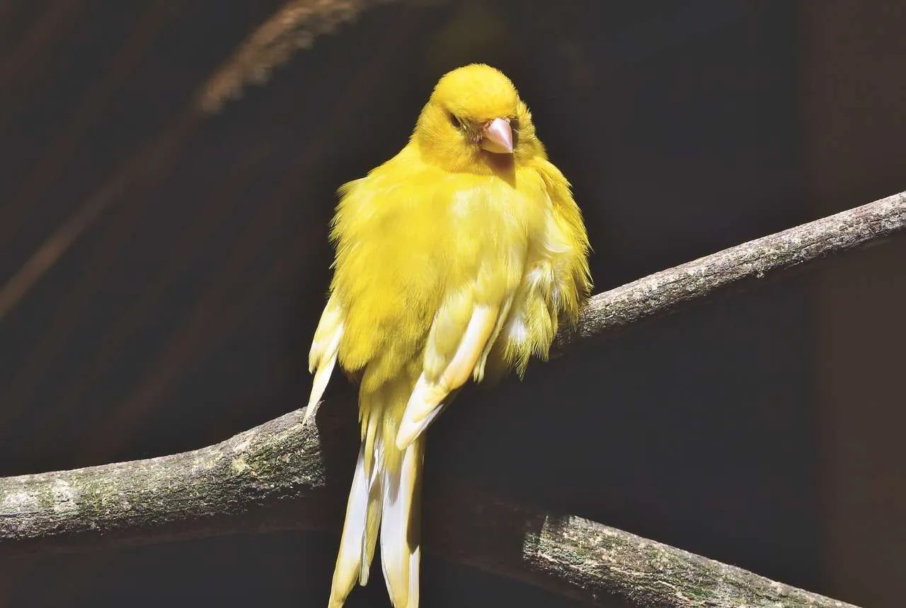 canary, songbird, bird-4362061.jpg