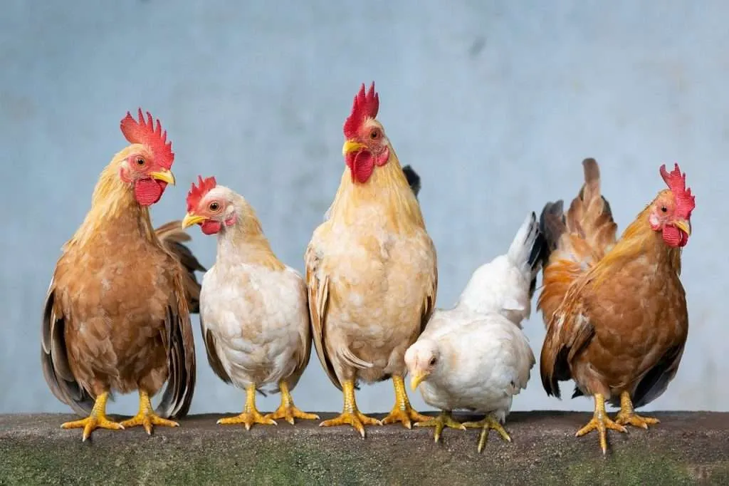 chicken, rooster, hen-4849979.jpg
