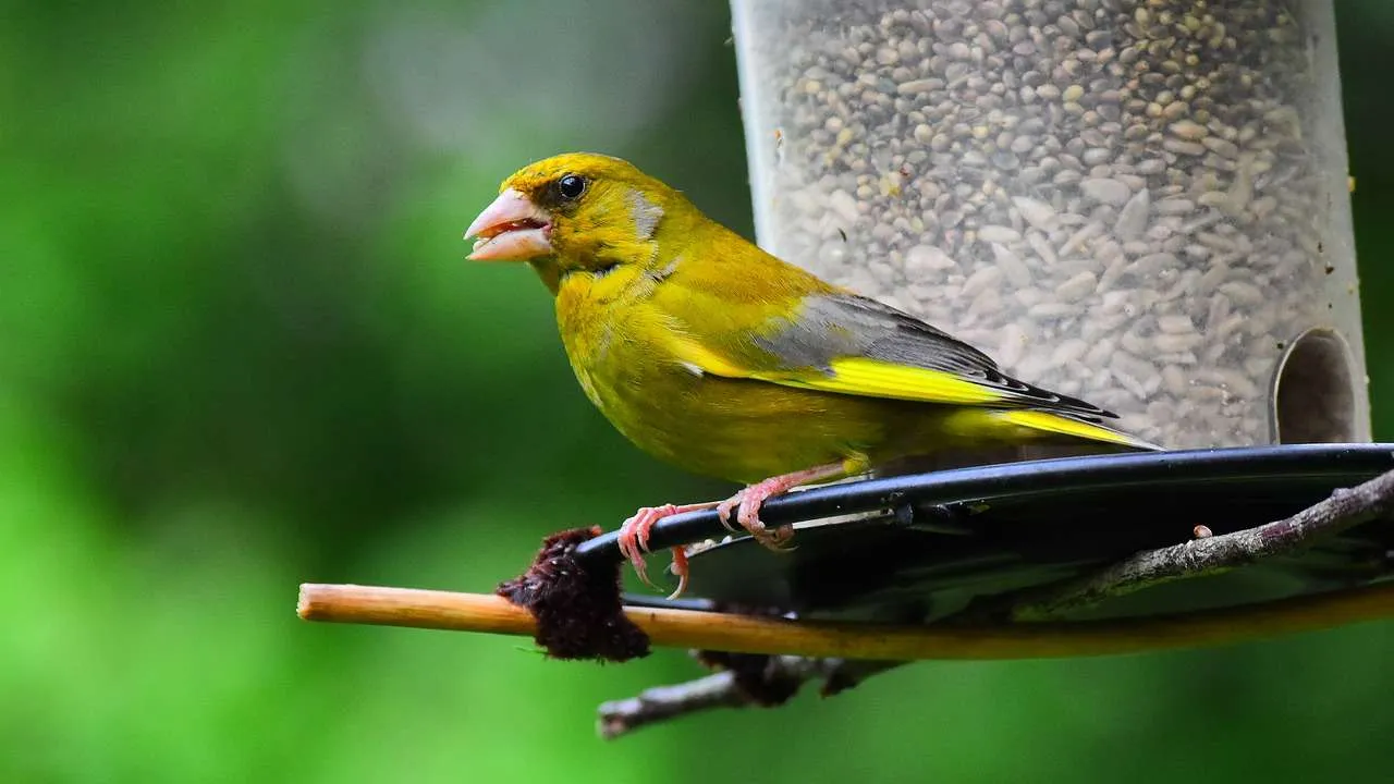 greenfinch, finch, bird-5328118.jpg