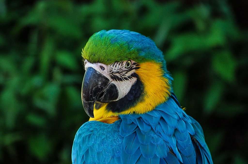 macaw, bird, animal-320006.jpg