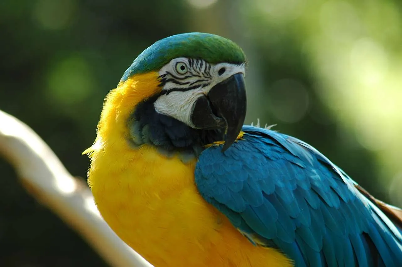 macaw, pet, avian-1620059.jpg