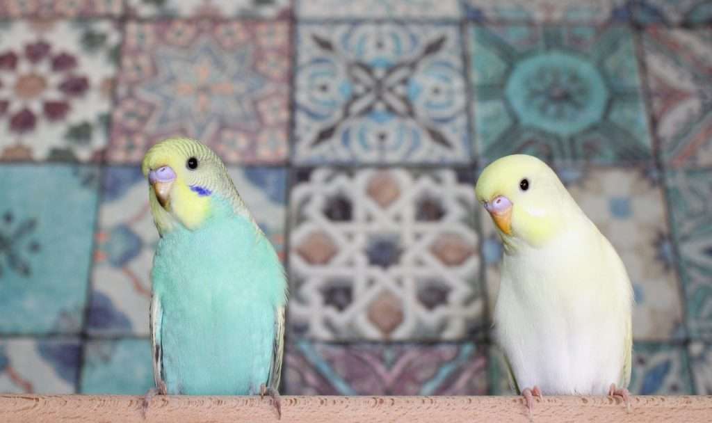parakeets, birds, animals-7451439.jpg