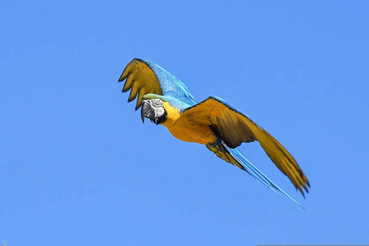 parrot, blue macaw, fly-2796761.jpg