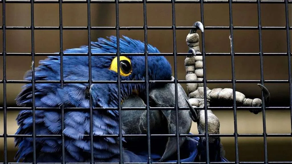 parrot, blue parrot, bird-5579297.jpg