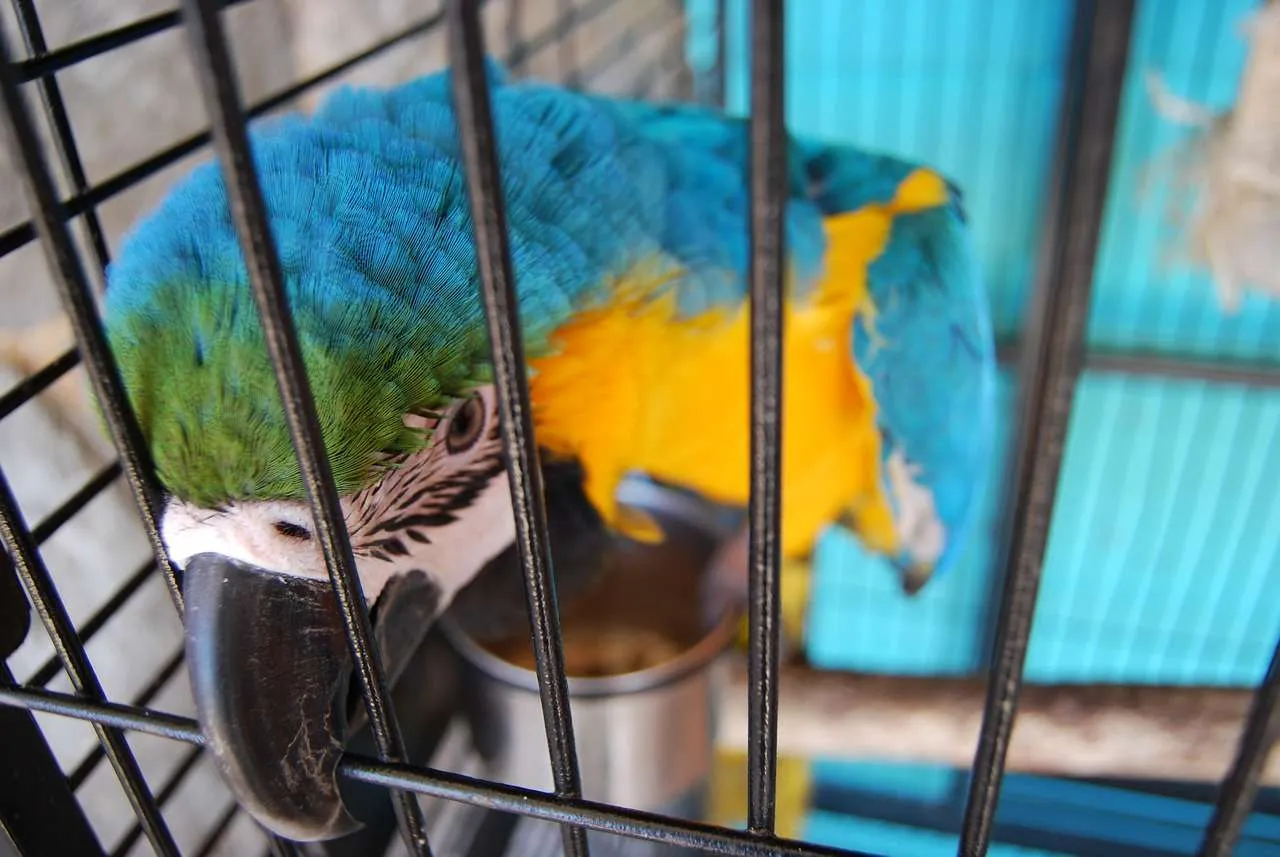 parrot, cage, birdcage-276927.jpg