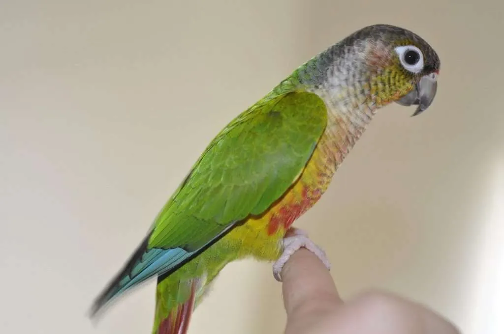 parrot, conure, green cheek conure-4676188.jpg