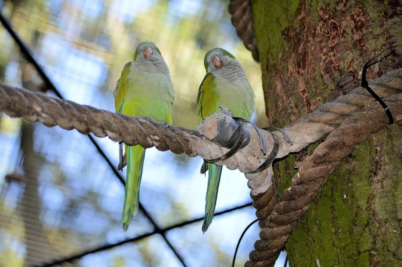 parrot, lovebird, couple-314677.jpg