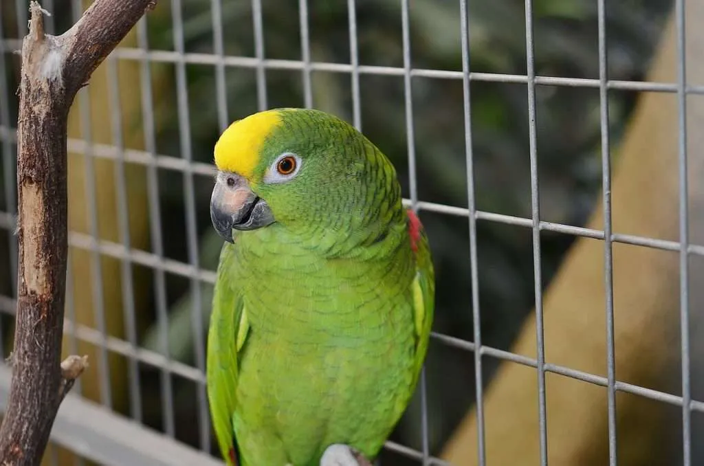 parrot, macaw, bird-417967.jpg