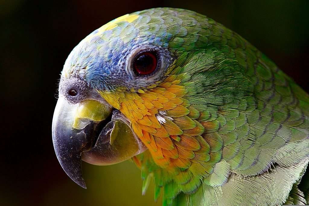 parrot, macaw, head-2756488.jpg