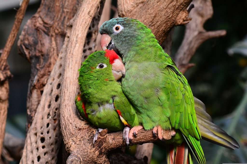 parrot, parrots, green-1271428.jpg