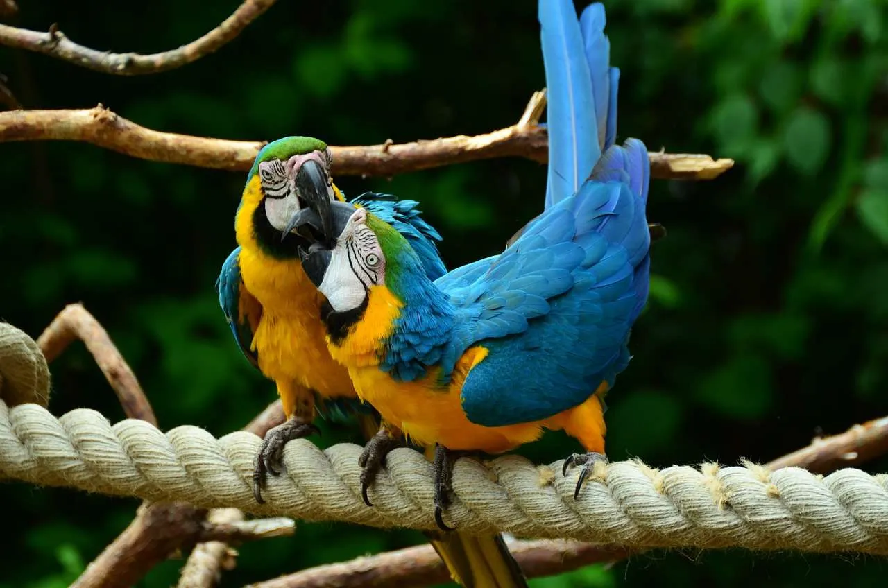 parrot, yellow-breasted parrot, yellow macaw-855649.jpg