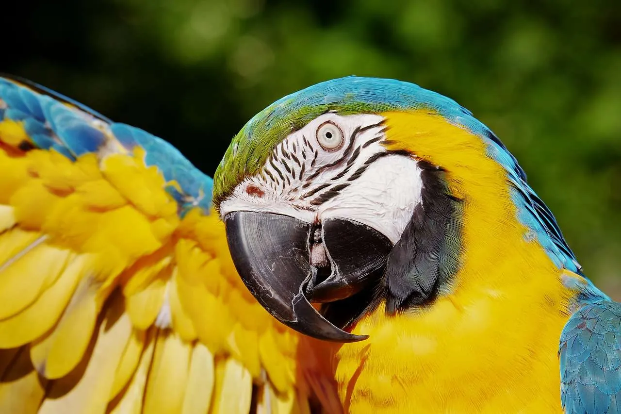 parrot, yellow macaw, bird-3418427.jpg