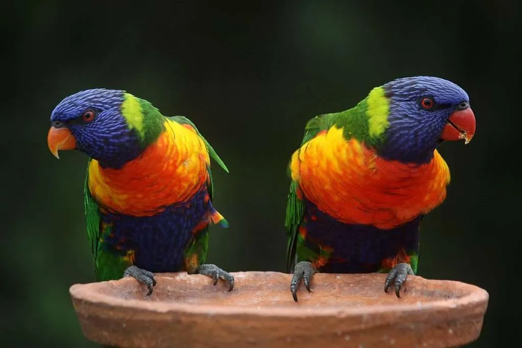 rainbow lorikeets, parrots, pair-686100.jpg