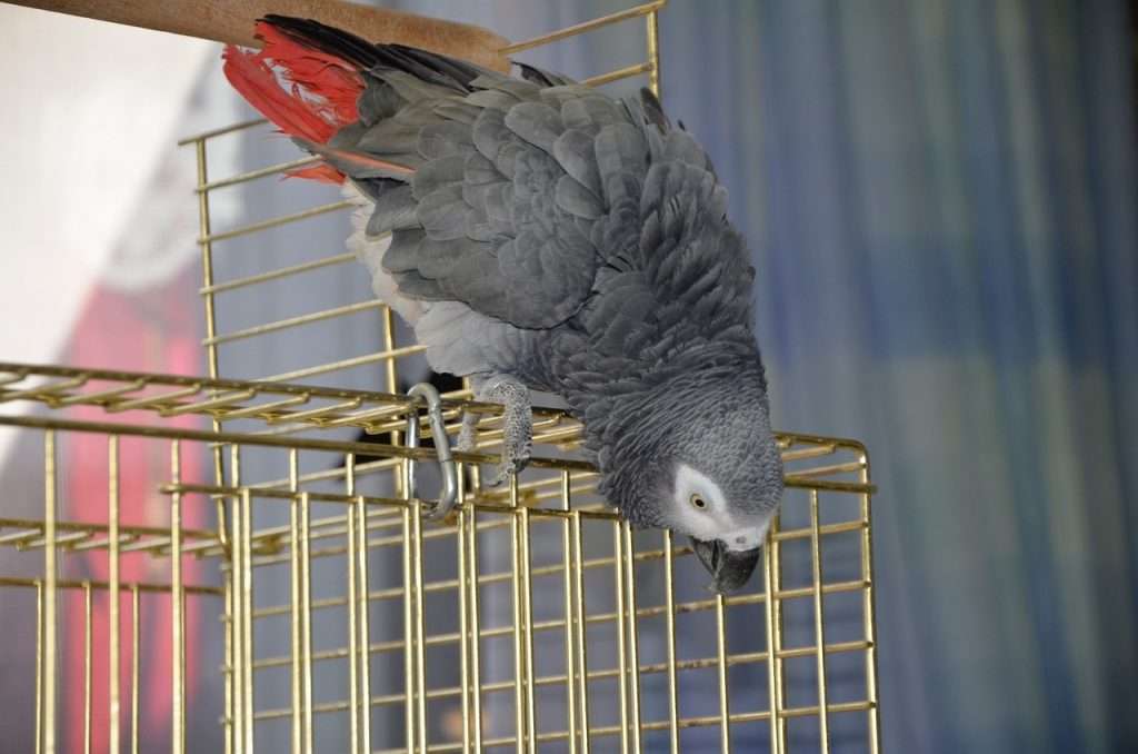 parrot, african grey, african gray parrot-4813194.jpg